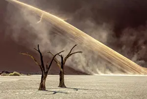 Dunes Prints: Dead camel thorn trees on a dried-up white mud pan with sand dunes