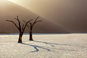 Dried Up Prints: Dead camel thorn trees on a dried-up white mud pan & sand dunes