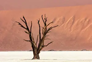 Dried Up Prints: Dead camel thorn trees on a dried-up white mud pan & sand dunes