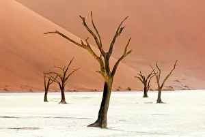 Dried Up Prints: Dead camel thorn trees on a dried-up white mud pan & sand dunes
