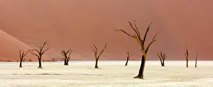 Dunes Prints: Dead camel thorn trees on a dried-up white mud pan & sand dunes