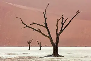 Dunes Prints: Dead camel thorn trees on a dried-up white mud pan & sand dunes