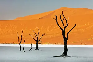 Dead camel thorn trees on a dried-up white mud pan & sand dunes, Dead Vlei, Namib-Naukluft National Park, Namib Desert, Namibia