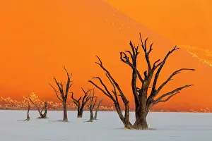 Dried Up Prints: Dead camel thorn trees on a dried-up white mud pan & sand dunes