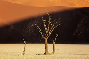 Dried Up Prints: Dead camel thorn trees on a dried-up white mud pan & sand dunes
