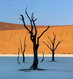 Dunes Prints: Dead camel thorn trees on a dried-up white mud pan & sand dunes