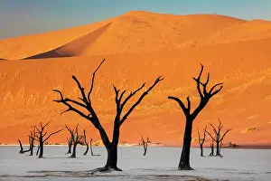 Dead camel thorn trees on a dried-up white mud pan & sand dunes, Dead Vlei, Namib-Naukluft National Park, Namib Desert, Namibia