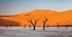 Dunes Prints: Dead camel thorn trees on a dried-up white mud pan & sand dunes