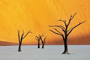 Dried Up Prints: Dead camel thorn trees on a dried-up white mud pan & sand dunes