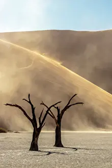 Dried Up Prints: Dead camel thorn trees on a dried-up white mud pan with sand dunes
