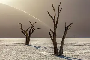 Dried Up Prints: Dead camel thorn trees on a dried-up white mud pan & sand dunes