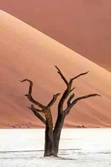Dead camel thorn trees on a dried-up white mud pan & sand dunes, Dead Vlei, Namib-Naukluft National Park, Namibia