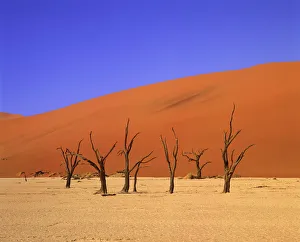 Desolate Prints: Dead Camel Thorn Trees & Sand Dune, Deadvlei, Namibia, Africa