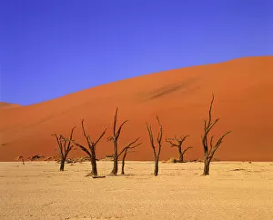 Desolate Gallery: Dead Camel Thorn Trees & Sand Dune, Deadvlei, Namibia, Africa