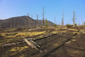 Dead forest near Tolbachik volcano, Kamchatka Peninsula, Russia