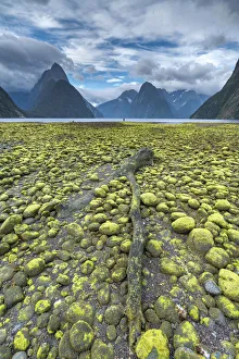 Fiord Prints: Dead log and green seaweed on the shore with low tide. Milford Sound, Fiordland NP