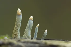 Mycology Prints: Dead Molls Fingers (Xylaria longipes) on Sycamore, Bridport, Dorset, UK