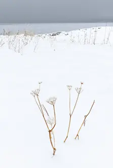 Troms Prints: Dead plants in deep snow, Senja, Norway