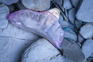 Images Dated 23rd February 2021: Dead Portuguese Man of War (Physalia physalis) siphonophore washed up on the rocky shore