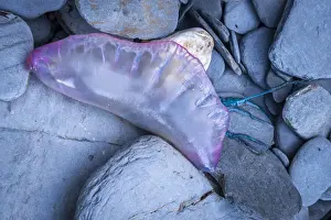 Dead Prints: Dead Portuguese Man of War (Physalia physalis) siphonophore washed up on the rocky shore