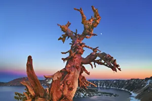Moon Prints: Dead tree at Crater Lake with moon - USA, Oregon, Klamath, Crater Lake