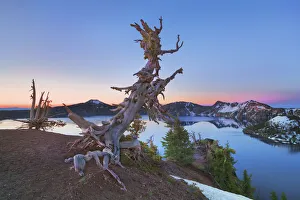 Cascade Range Prints: Dead tree at Crater Lake - USA, Oregon, Klamath, Crater Lake