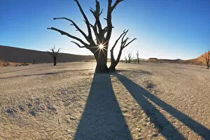 Namibian Gallery: Dead tree in Dead Vlei - Namibia, Hardap, Namib, Dead Vlei - Namib Naukluft National Park
