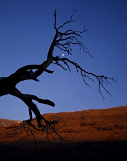 Scot Land Prints: Dead tree in Glen Etive