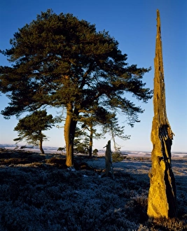 Borders Prints: Dead tree on Greenlaw Moor