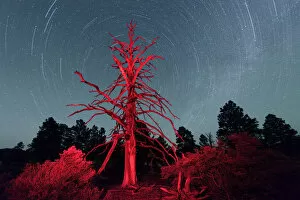 Images Dated 6th December 2012: Dead tree and nights sky at Sunset Crater National Monument, Arizona, USA