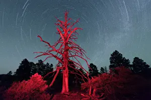 National Monument Prints: Dead tree and nights sky at Sunset Crater National Monument, Arizona, USA