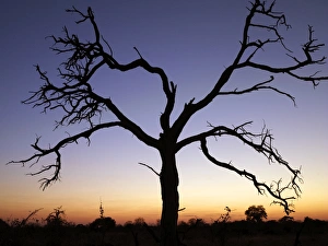 Dead Tree Prints: A dead tree silhouetted against a dusk sky