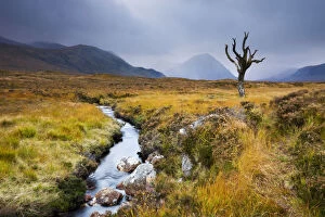 Dead tree and stream on moorland wilderness of Rannoch Moor, Highlands, Scotland