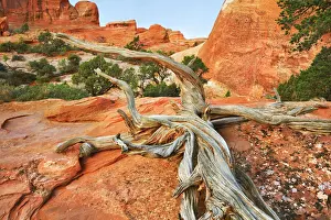 Grand Prints: Dead tree - USA, Utah, Grand, Arches National Park, Devils Garden Trail - Colorado