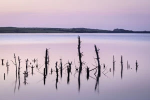 Images Dated 28th May 2021: Dead trees in Colliford Reservoir, Cornwall, England. Spring (March) 2021