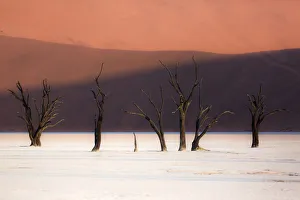 Acacia Gallery: The dead trees in the Deadvlei at sunset, Namibia