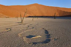 Dead trees in dried clay pan, Namib Naukluft National Park, Namibia