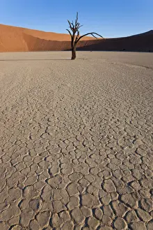 Dead trees in dried clay pan, Namib Naukluft National Park, Namibia