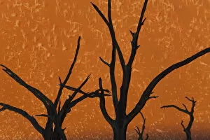 Dead trees in dry clay pan, Dead Vlei, Soussusvlei, Namibia, Africa