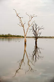 Images Dated 2nd August 2013: Dead trees in lake in Selous, Tanzania
