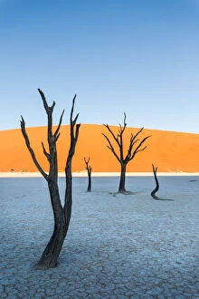 Namib Naukluft Gallery: Dead Vlei, dead Acacia trees in the Namib desert at sunrise, Namibia. Africa