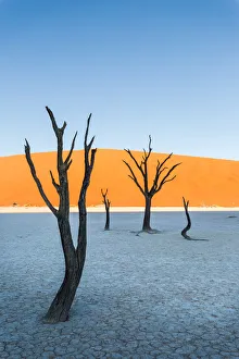 Salt Pan Prints: Dead Vlei, dead Acacia trees in the Namib desert at sunrise, Namibia. Africa