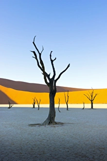 Acacia Gallery: Dead Vlei, Sossusvlei, Namib desert at sunrise, Namibia, Africa