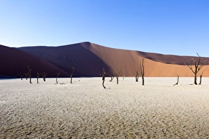 Awlrf Prints: Dead Vlei, Sosussvlei, Namibia, Africa