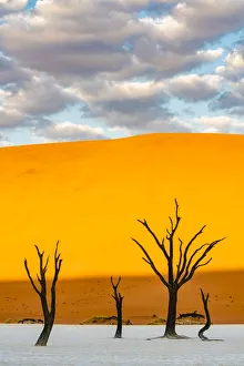 Acacia Gallery: Deadvlei clay pan, Namib-Naukluft National Park, Namibia, Africa. Dead acacia trees