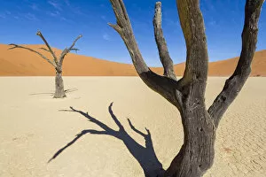 Images Dated 10th April 2015: Deadvlei, Namib desert, Namibia, Africa. Dead acacia pan