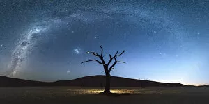 Acacia Gallery: Deadvlei, Namib-Naukluft National Park, Namibia, Africa. Dead acacia trees at night