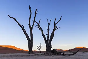 Deadvlei Prints: Deadvlei salt pan, Sossuvlei, Namib Naukluft National Park, Hardap region, Namibia, Africa