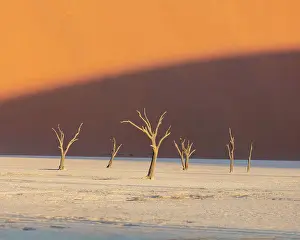 Deadvlei Prints: Deadvlei salt pan, Sossuvlei, Namib Naukluft National Park, Hardap region, Namibia, Africa