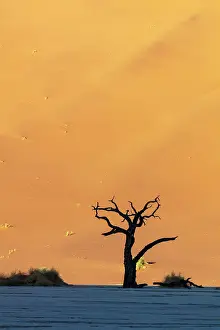 Deadvlei Prints: Deadvlei salt pan, Sossuvlei, Namib Naukluft National Park, Hardap region, Namibia, Africa